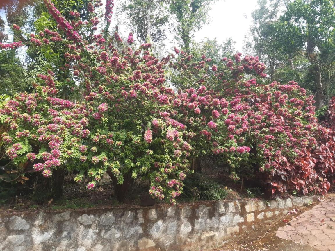 Athena Homestay Somvārpet Zewnętrze zdjęcie